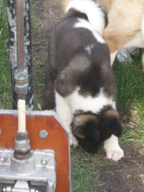 Puppies